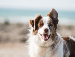perrito
